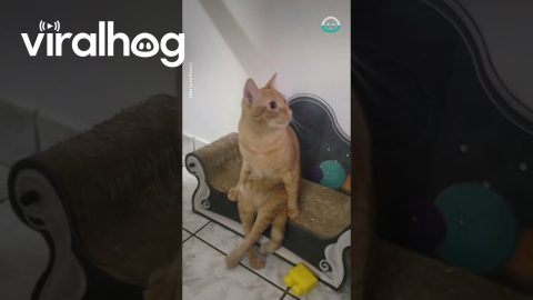 Peculiar Kitty Sits Like a Human || ViralHog