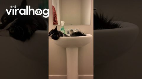 Cat Rolling in Sink || ViralHog