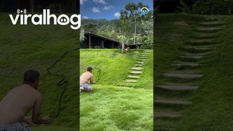 Dog Tries To Imitate Grassy Slide || ViralHog