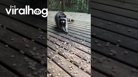 Raccoon Munches on Cheerios || ViralHog