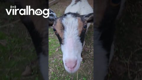 Dwarf Goat Uses Mom As Climbing Gym || ViralHog