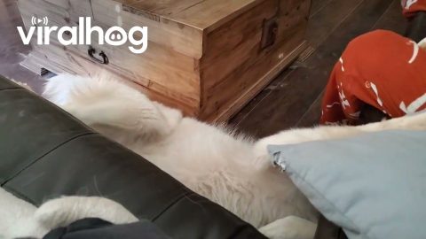 Pyrenees Dog Accidentally Rolls Off Sofa || ViralHog