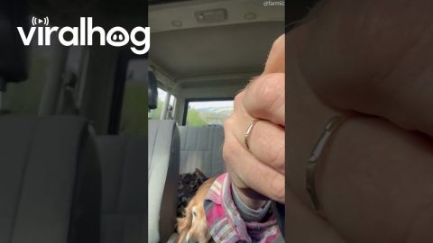 Golden Retriever Stumbles on Bumpy Road || ViralHog