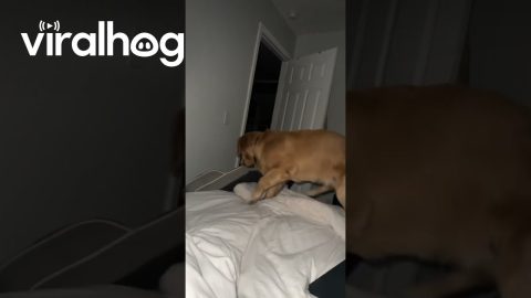 Golden Retriever Sleeps Where He Wants || ViralHog