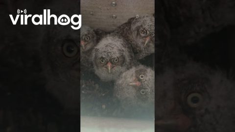 Four Eastern Screech Owlets in Owl Box Nest || ViralHog