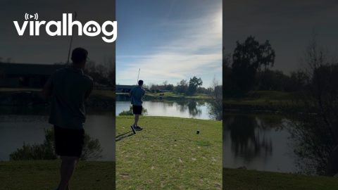 Golfer Hits A Birdie || ViralHog