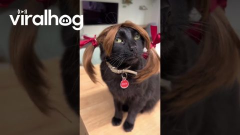 Kitty Spears || ViralHog