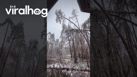 Massive Ice Storm Causes Trees to Snap and Fall Across Ontario || ViralHog