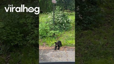 Mama Bear and Four Playful Cubs || ViralHog