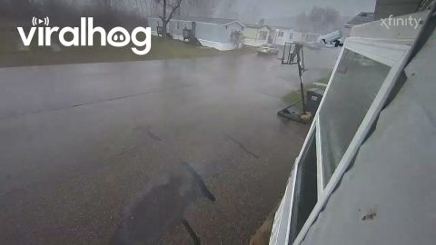 Tree Smashes Into Empty Home During Storm || ViralHog