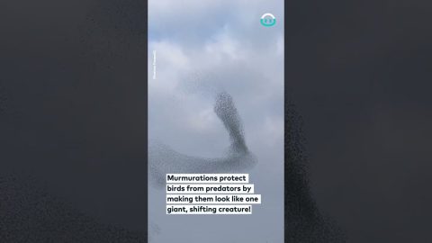 Late Winter Starlings Flock In Murmuration || ViralHog