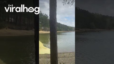 Georgia Pollen Update || ViralHog