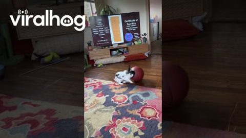 Bunny Loves Playing Basketball || ViralHog