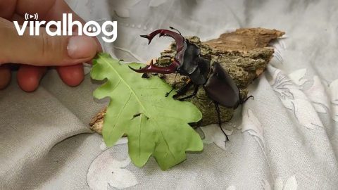 European Stag Beetle || ViralHog