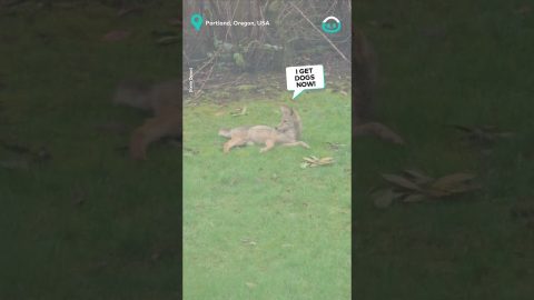 Coyote Plays With Dog Toy || ViralHog