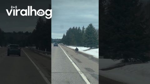 Emu Spotted Running Along Michigan Highway || ViralHog