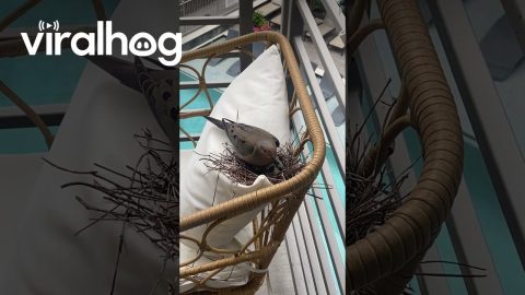 Mama Bird Makes Nest On Balcony Chair || ViralHog