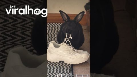 Bunny Munches Shoelaces || ViralHog