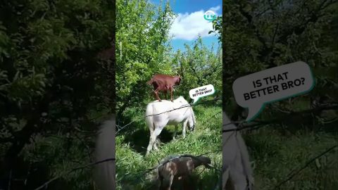 Goat Climbs On Horse To Reach High Branches || ViralHog