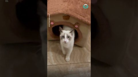 Cat Finally Accepts Playhouse, But Only With Box || ViralHog