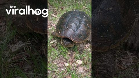 Snapping Turtle Tells Woman to Back Off || ViralHog