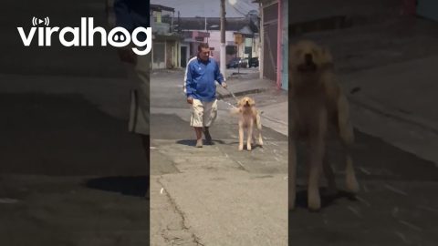 Thor is a Happy Golden Retriever || ViralHog