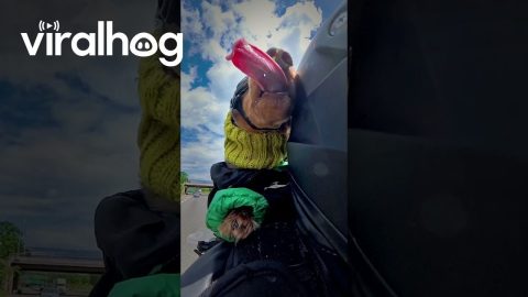 Motorcycling Doxie Has Teeth Whipped By Wind || ViralHog