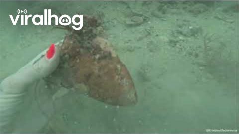 Megalodon Tooth Found Diving || ViralHog