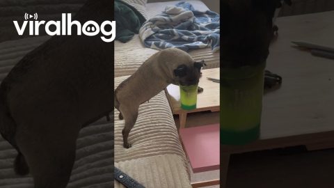 Blind and Deaf Dog Still Managed to Find the Refreshment || ViralHog