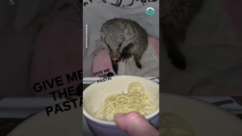 Feeding a Mongoose Pasta || ViralHog