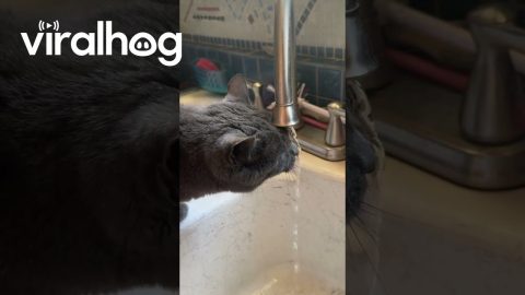 My Cat Is Broken || ViralHog