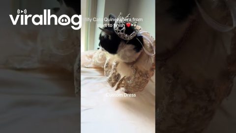 Cat Quinceañera Raises Charity Funds || ViralHog