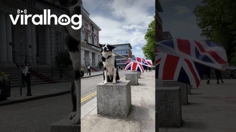Border Collie Celebrates VE Day || ViralHog