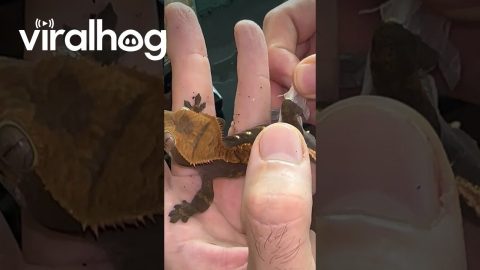 Crested Gecko Shedding It's Skin || ViralHog