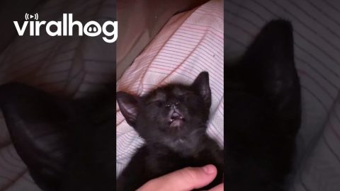 Kitten's Runny Nose Looks Like Second Face || ViralHog