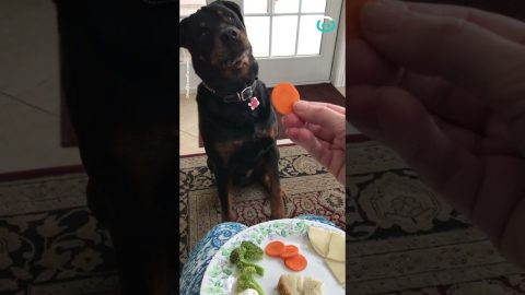 Smart Pup Knows What It Wants || ViralHog