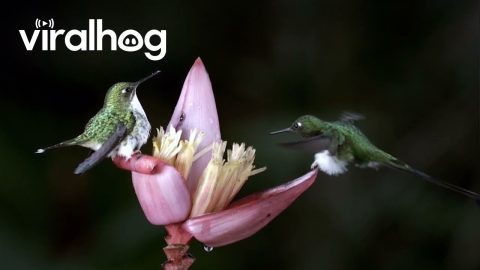 Booted Racket-Tails Sip Nectar || ViralHog