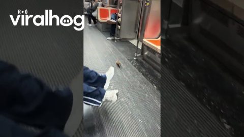 Fare Evasion on the BSL Has Gone Too Far! || ViralHog