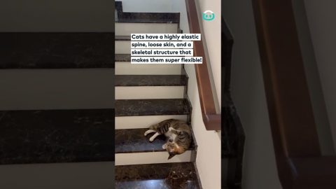 Cat Slides Down The Stairs || ViralHog