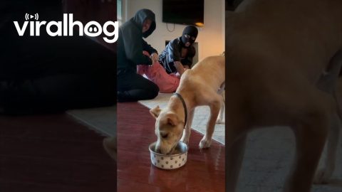 Food First, Then Help Mom || ViralHog