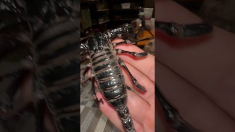 Asian Forest Scorpion || ViralHog