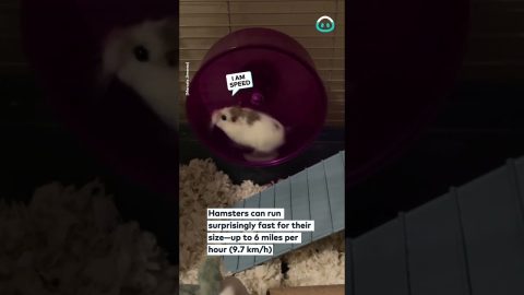 Hamster Runs Fast on Hamster Wheel || ViralHog