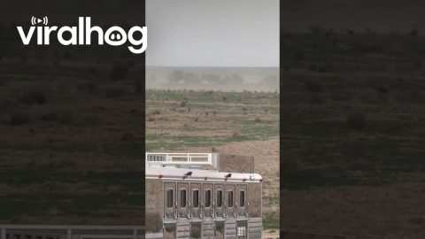 Tumbling Weeds Cross Ranch Land || ViralHog