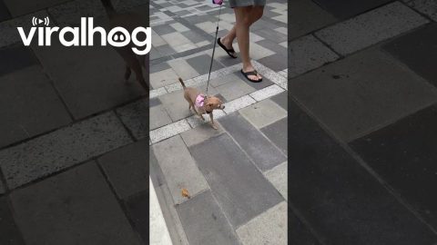Dog Tracks Down Owner By Smell || ViralHog