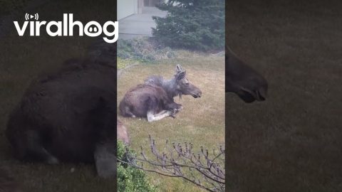 Moose Encounter Footage - Suburban Spokane || ViralHog