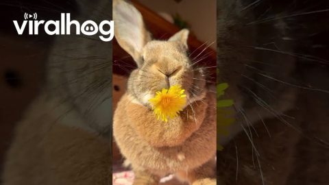 Rabbit Munches On Springtime Dandelion || ViralHog