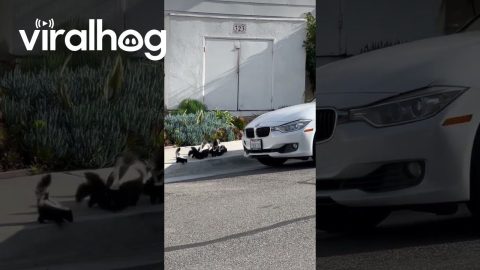 Skunk Family Conquers Sidewalk Curb || ViralHog