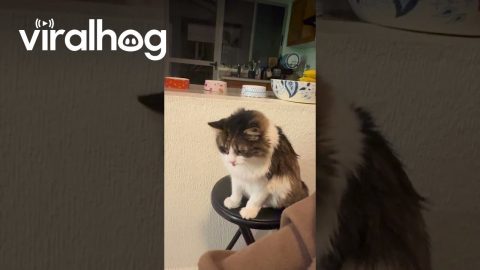 My Cat Asking for Pets Never Gets Old || ViralHog