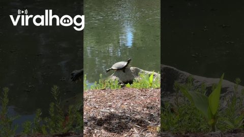 Balanced Turtle Stretches Out || ViralHog