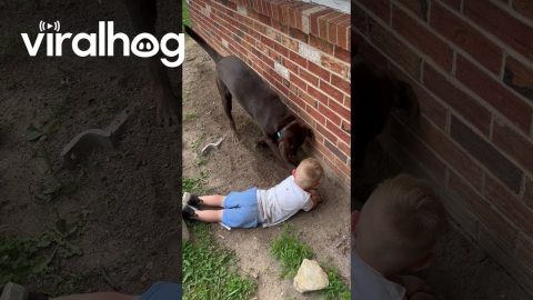 Why We Can’t Have Nice Landscaping || ViralHog